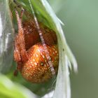 Araneus alsine