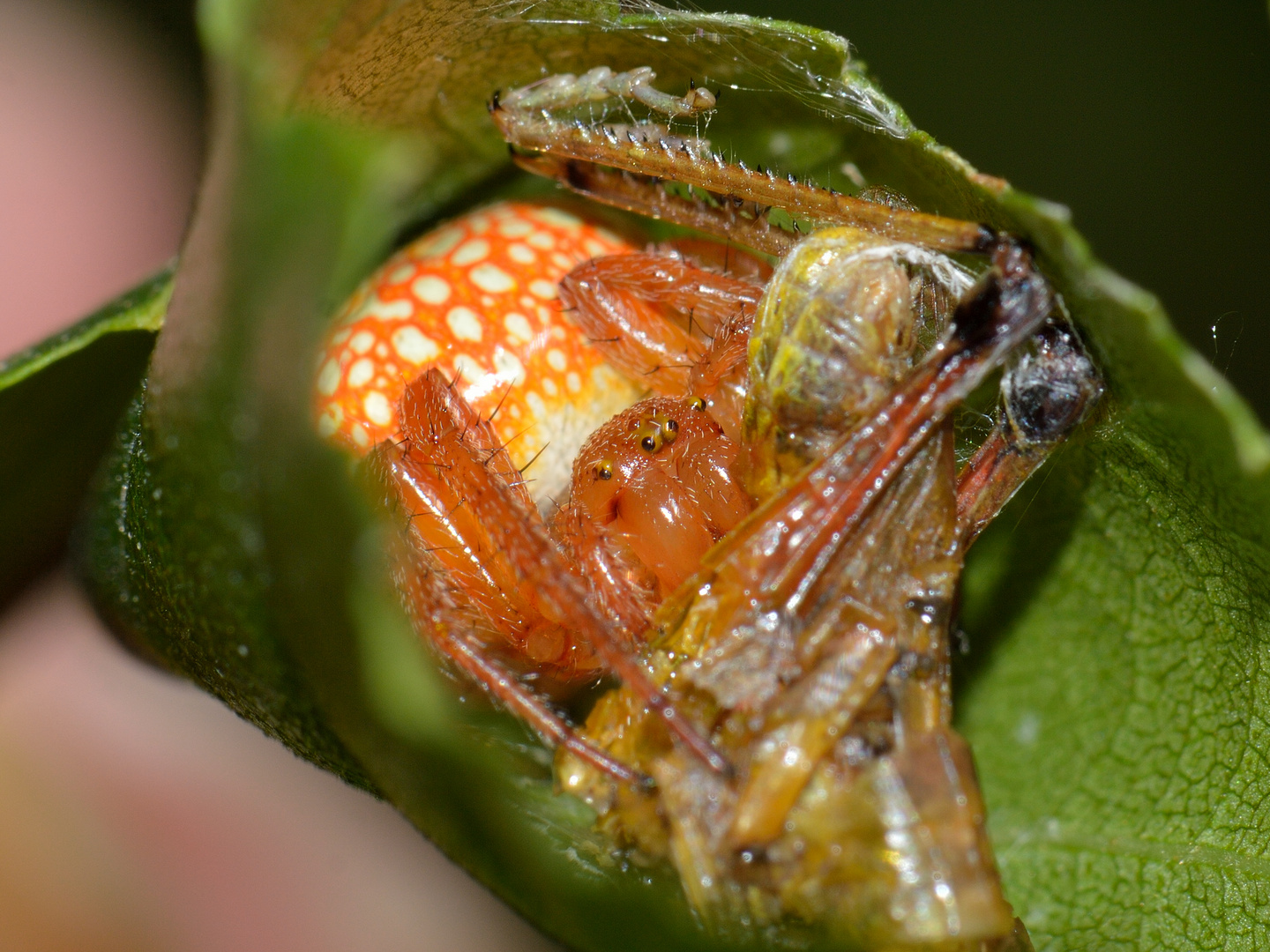 Araneus alsine, Sumpfkreuzspinne