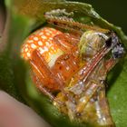 Araneus alsine, Sumpfkreuzspinne