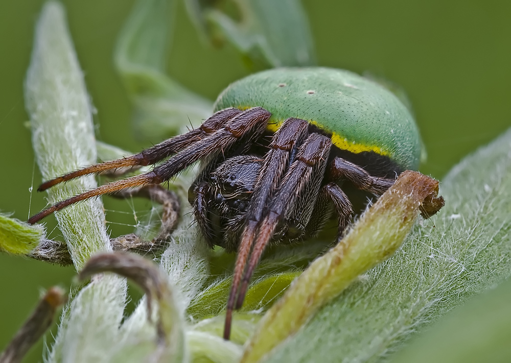 Araneus apricus