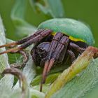 Araneus apricus