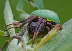 Araneus apricus