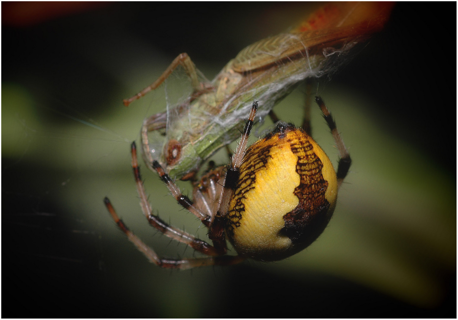 Araneus