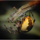 Araneus