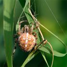 Araneus...