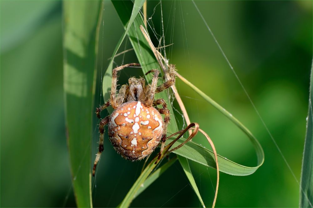 Araneus...