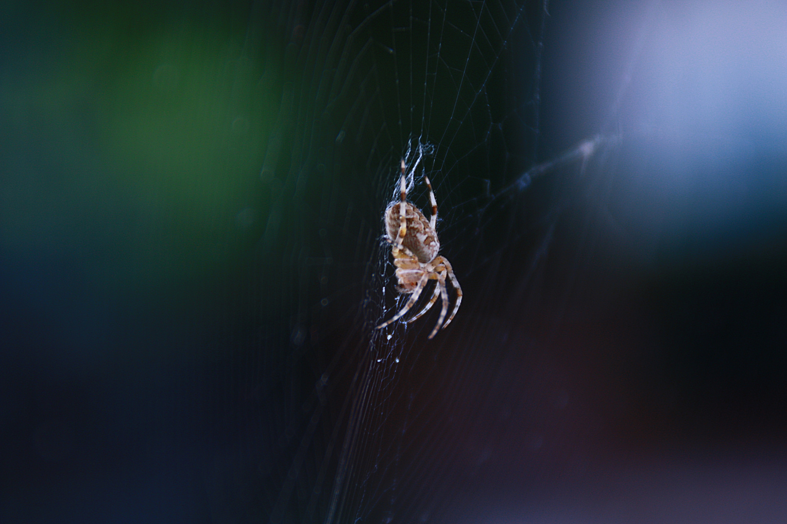 Araneus