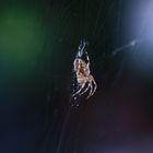 Araneus