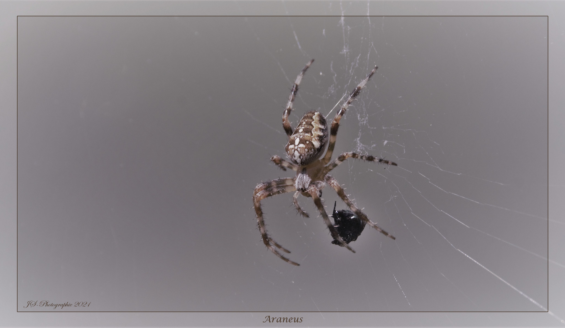 Araneus