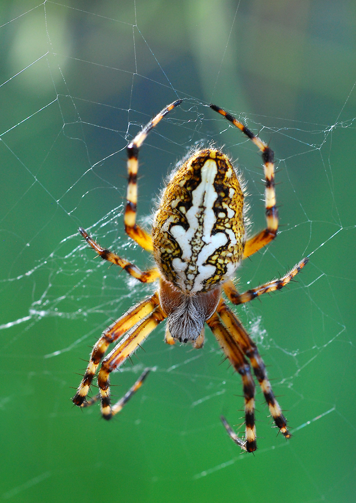 Araneus ceropegius