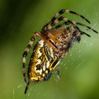 Araneus ceropegius