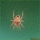 Araneus ( Clerck,1757 )