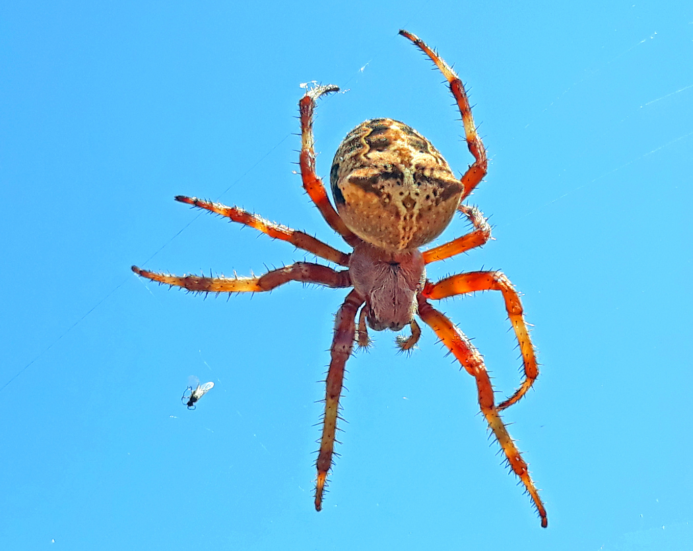 Araneus