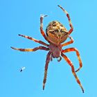 Araneus