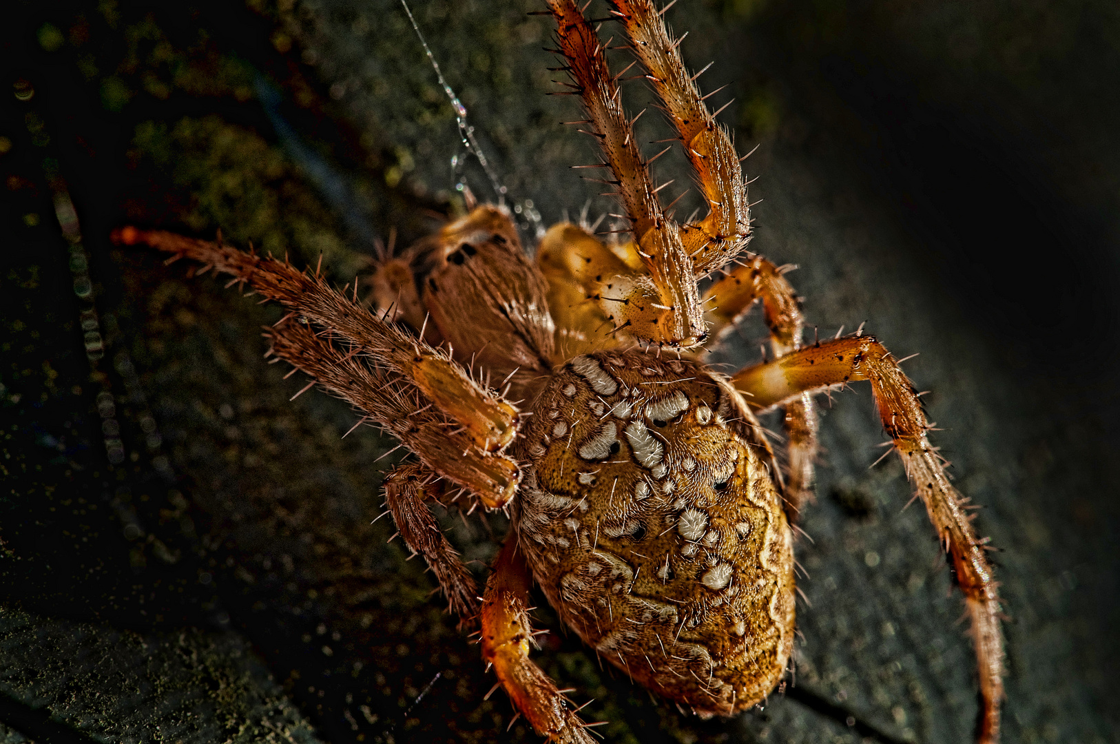 Araneus