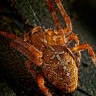 Araneus