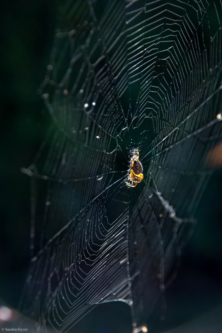 Araneus