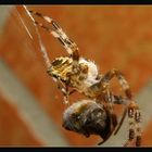 Araneus diadematus