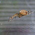 Araneus diadematus