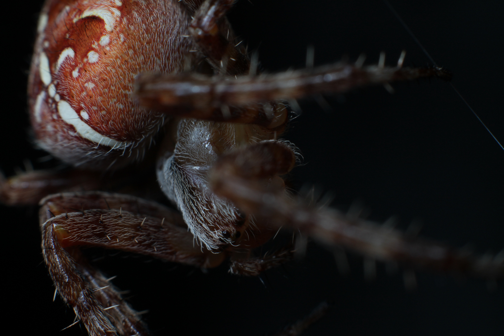 Araneus Diadematus