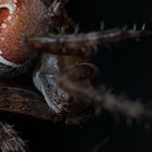 Araneus Diadematus