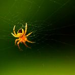 Araneus diadematus  < 2 mm