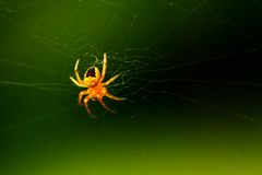 Araneus diadematus  < 2 mm