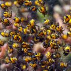 Araneus diadematus < 2 mm