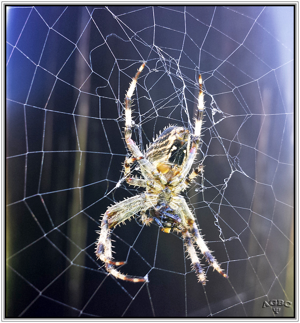 Araneus diadematus