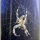 Araneus diadematus