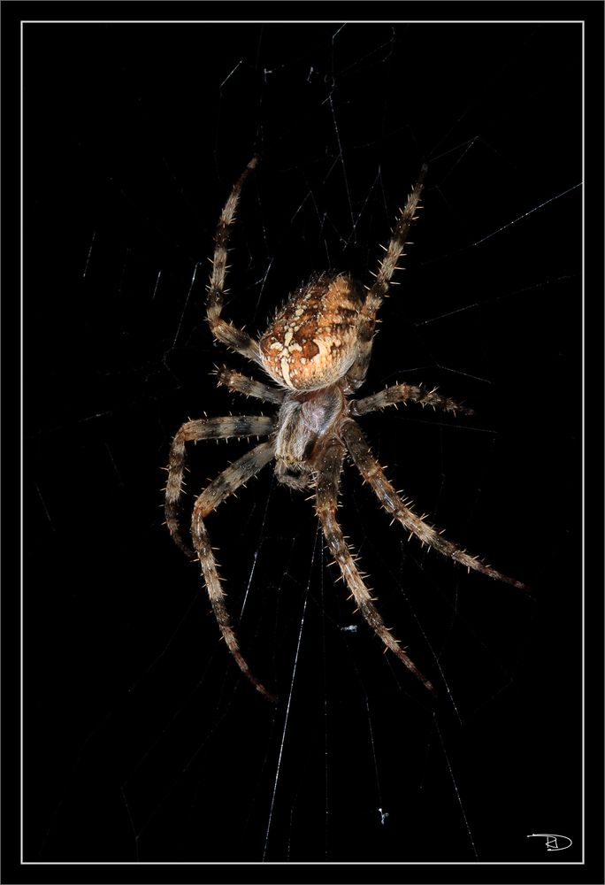 Araneus diadematus