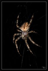 Araneus diadematus