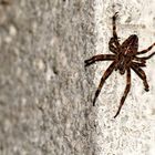 Araneus diadematus