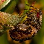 Araneus diadematus