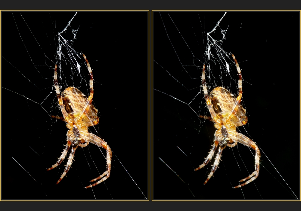 Araneus diadematus [3D]