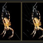 Araneus diadematus [3D]