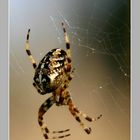 ~~ araneus diadematus ~~