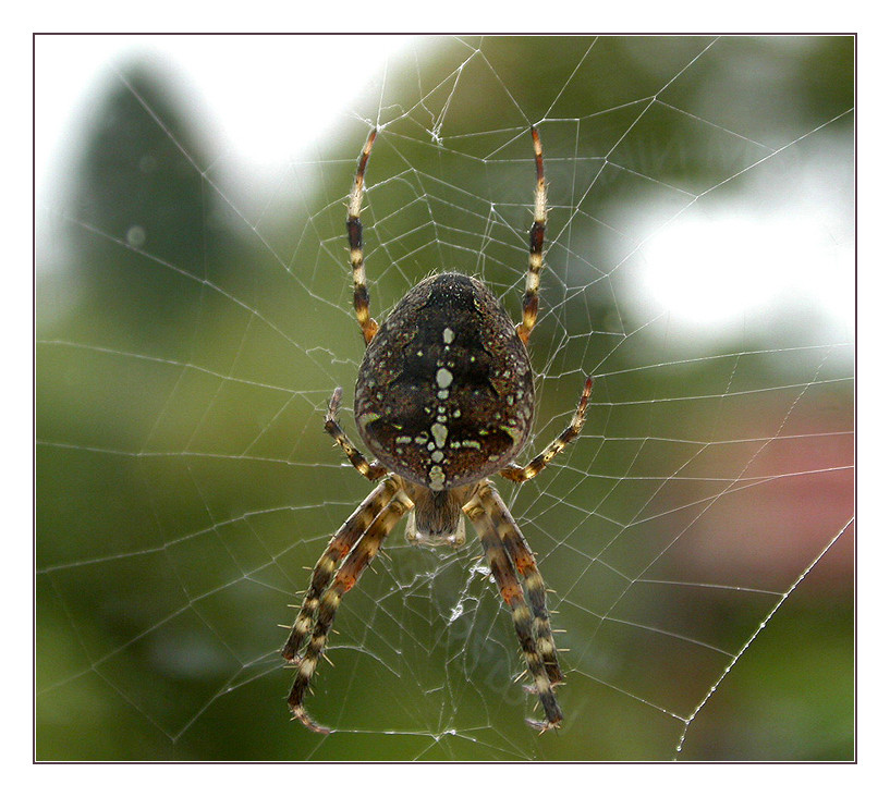 Araneus diadematus