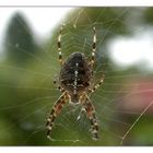 Araneus diadematus