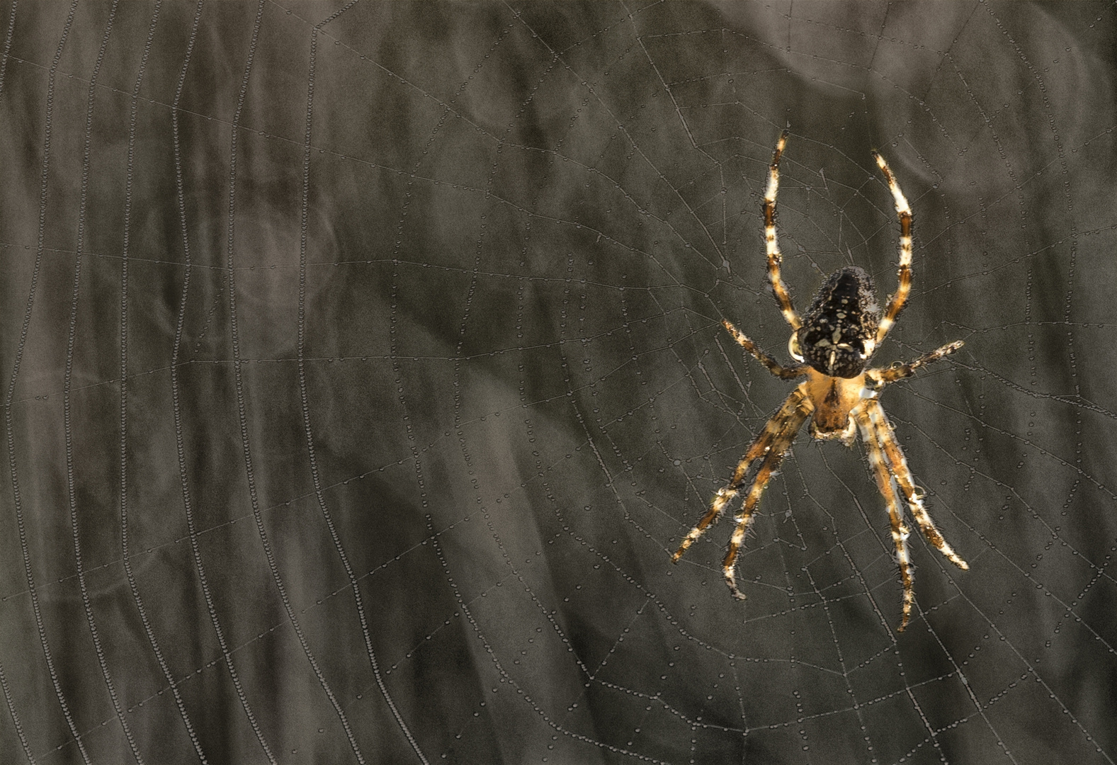 Araneus diadematus