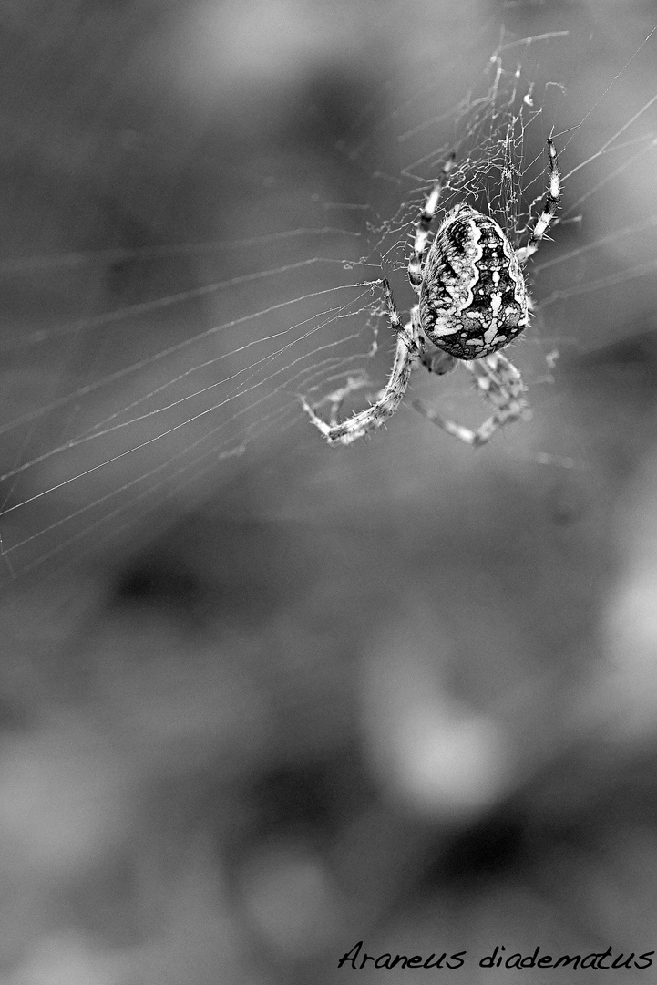 Araneus diadematus