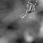 Araneus diadematus