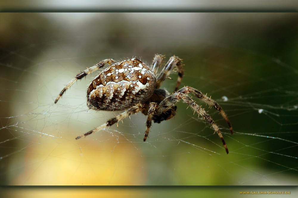 [ Araneus Diadematus ]