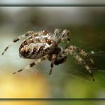 [ Araneus Diadematus ]