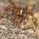 Araneus diadematus