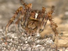 Araneus diadematus