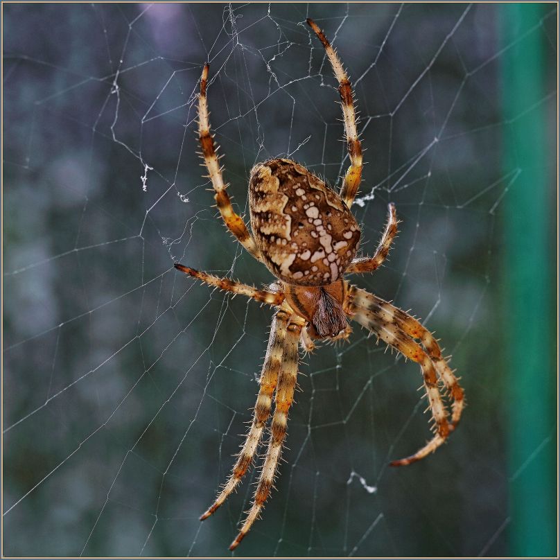 ....! Araneus diadematus......!