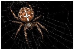 Araneus diadematus