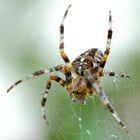 Araneus diadematus