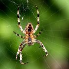 Araneus diadematus